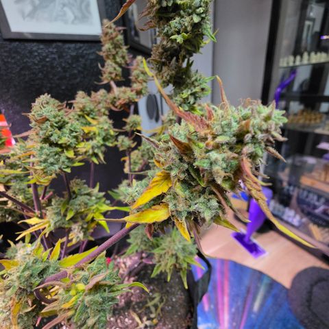 Gold Glue growlog timeline photo