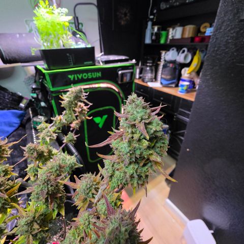 Gold Glue growlog timeline photo