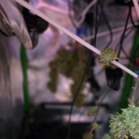 Gold Glue growlog timeline photo