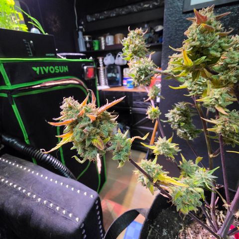 Gold Glue growlog timeline photo