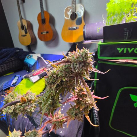 Gold Glue growlog timeline photo