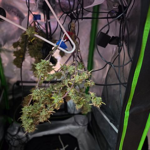 Gold Glue growlog timeline photo