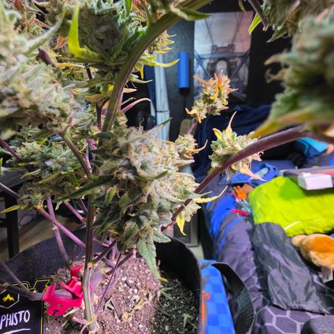 Gold Glue growlog timeline photo