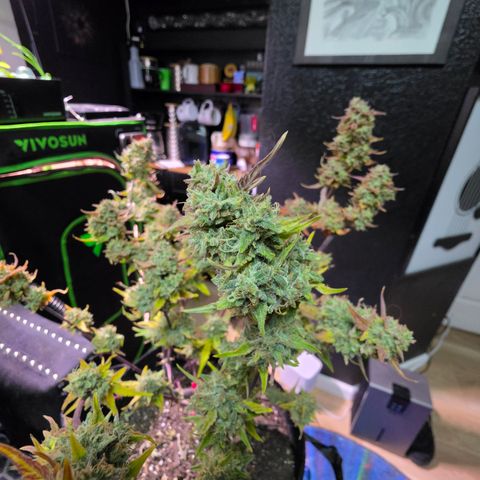 Gold Glue growlog timeline photo