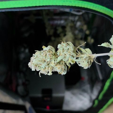 Gold Glue growlog timeline photo