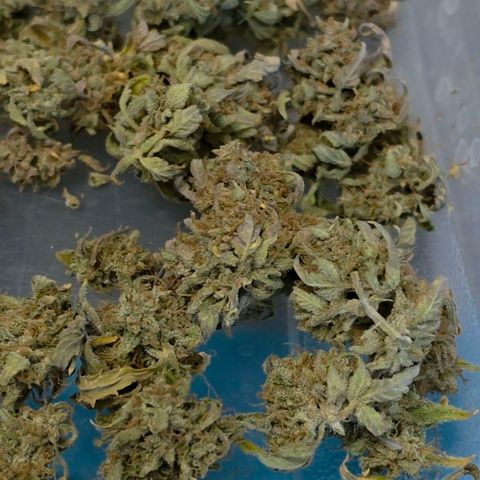 Gold Glue growlog timeline photo
