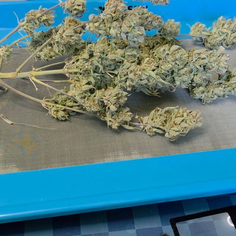 Gold Glue growlog timeline photo