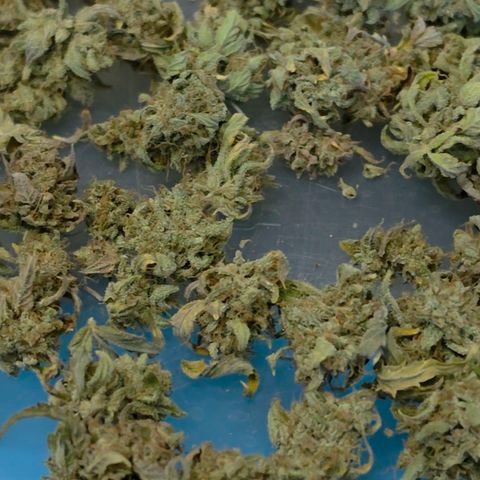Gold Glue growlog timeline photo