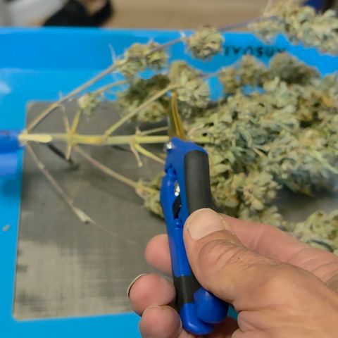 Gold Glue growlog timeline photo