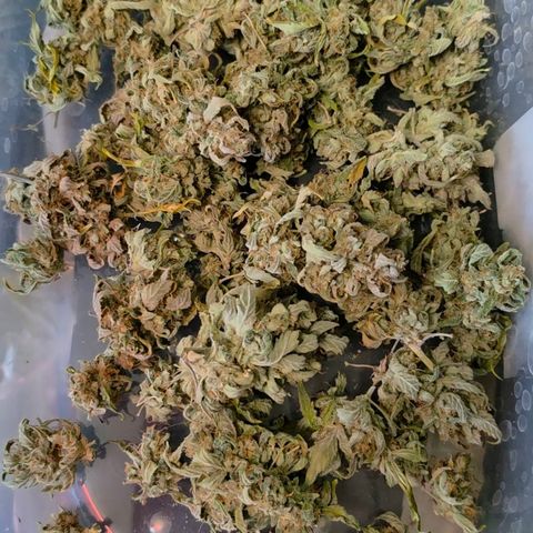 Gold Glue growlog timeline photo