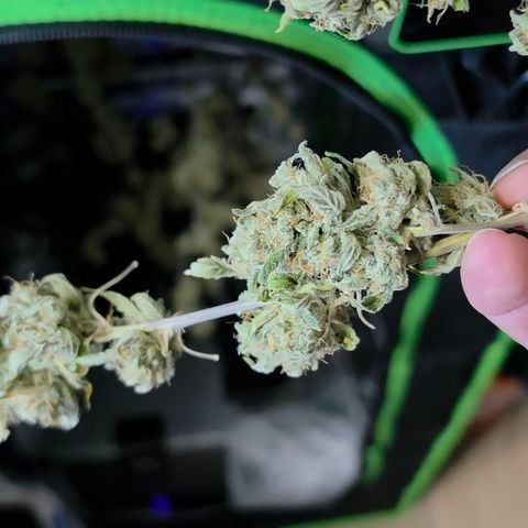 Gold Glue growlog timeline photo