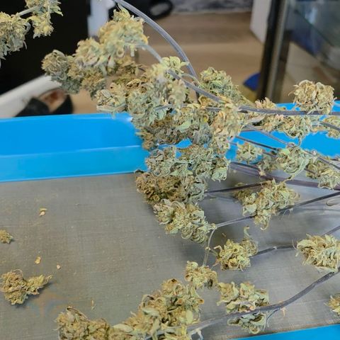 Gold Glue growlog timeline photo