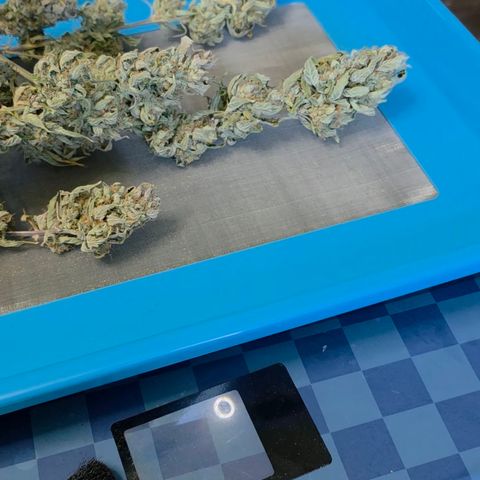 Gold Glue growlog timeline photo
