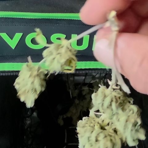Gold Glue growlog timeline photo
