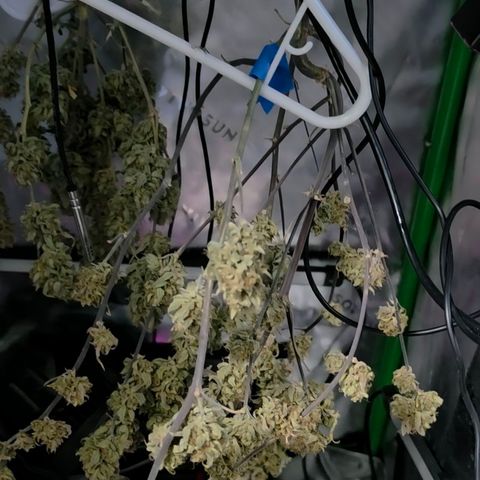 Gold Glue growlog timeline photo