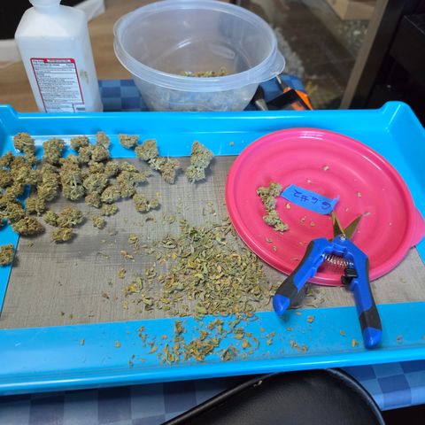 Gold Glue growlog timeline photo