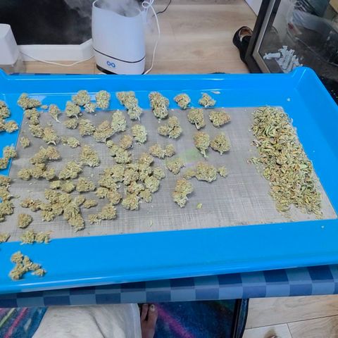 Growlog-Zeitleistenfoto von Gold Glue