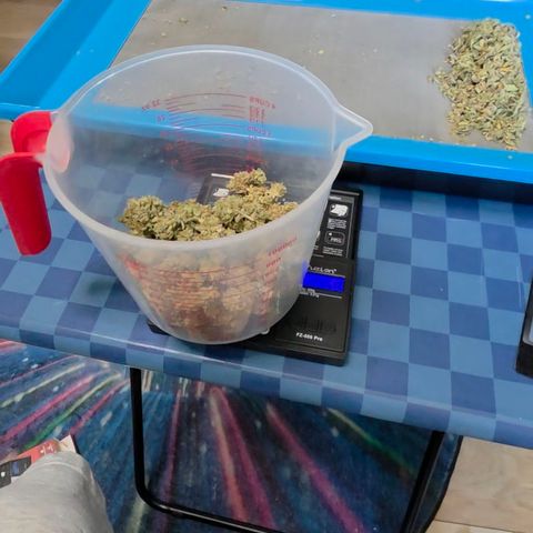 Growlog-Zeitleistenfoto von Gold Glue
