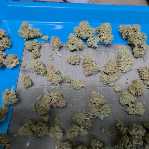 Growlog-Zeitleistenfoto von Gold Glue