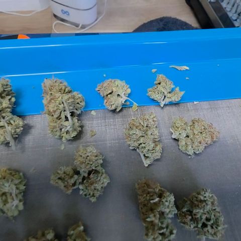 Growlog-Zeitleistenfoto von Gold Glue