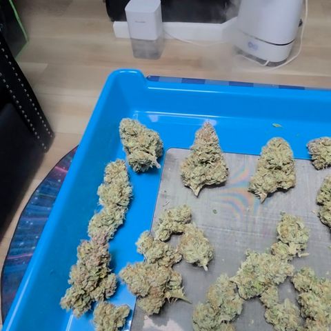 Growlog-Zeitleistenfoto von Gold Glue