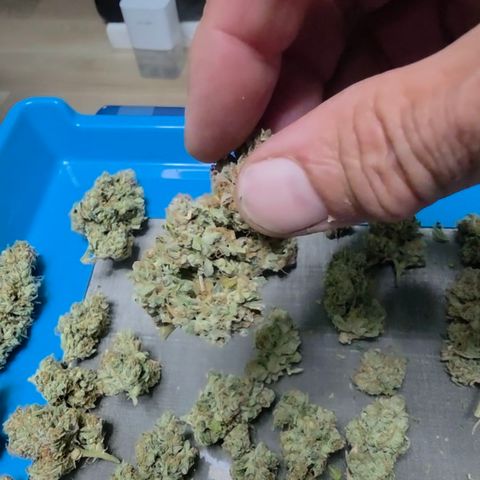 Growlog-Zeitleistenfoto von Gold Glue
