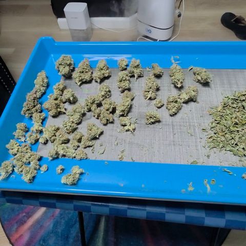 Growlog-Zeitleistenfoto von Gold Glue