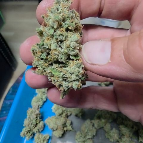 Growlog-Zeitleistenfoto von Gold Glue
