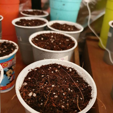 Gorilla - Dream team growlog timeline photo