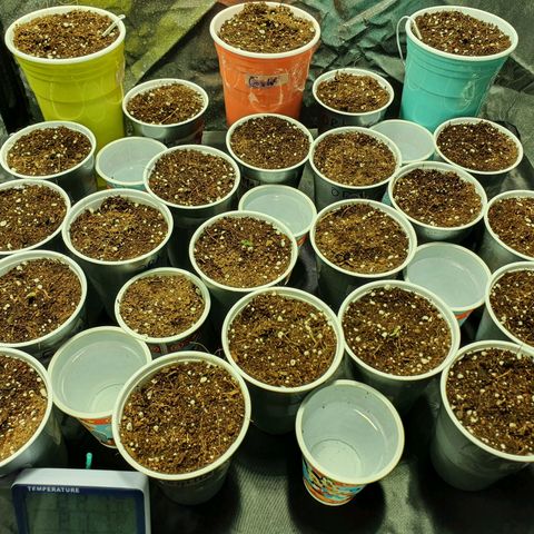 Gorilla - Dream team growlog timeline photo