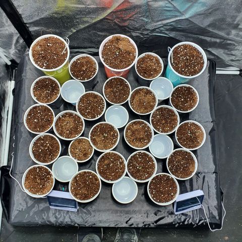 Gorilla - Dream team growlog timeline photo
