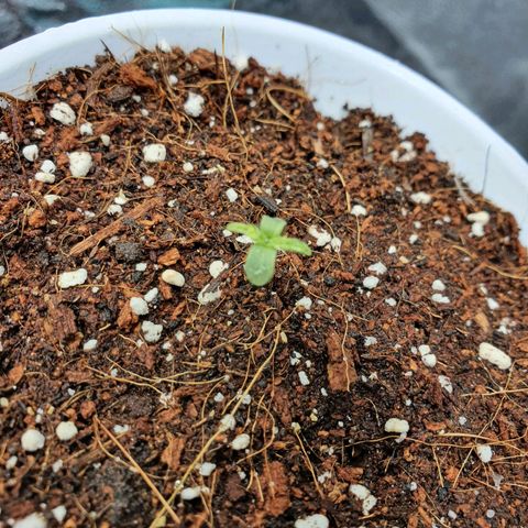 Gorilla - Dream team growlog photo: Seguimiento plantula hojas hacia abajo 