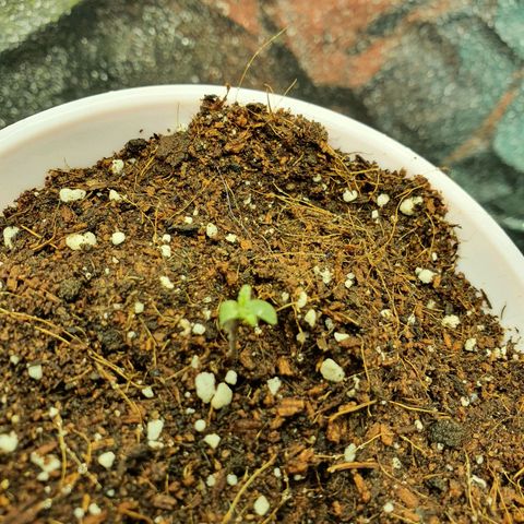 Gorilla - Dream team growlog photo: Seguimiento plantula hojas hacia abajo 