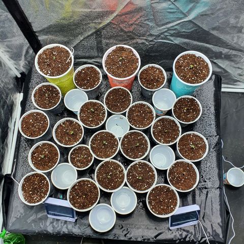 Gorilla - Dream team growlog photo: Seguimiento plantula hojas hacia abajo 