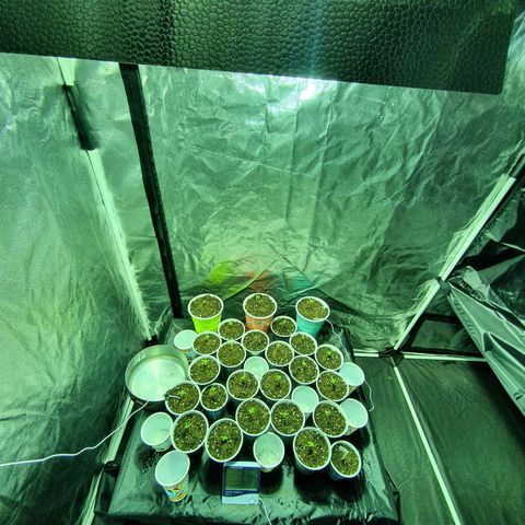 Gorilla - Dream team growlog timeline photo
