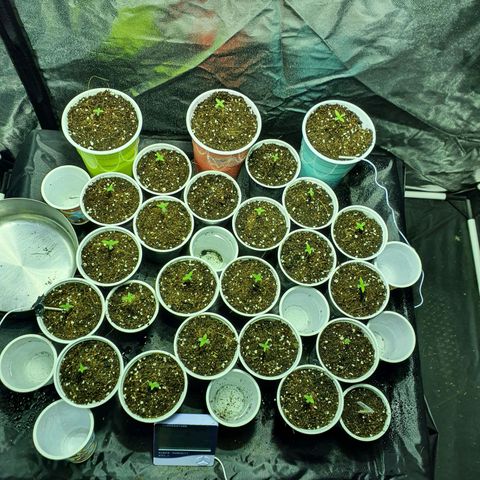 Gorilla - Dream team growlog timeline photo