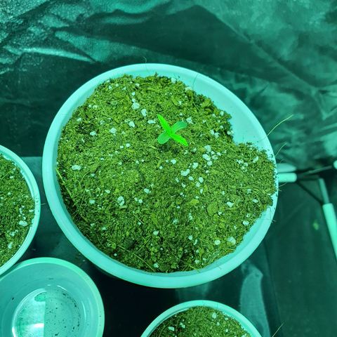 Gorilla - Dream team growlog timeline photo