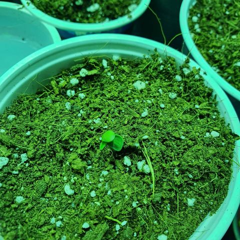 Gorilla - Dream team growlog timeline photo