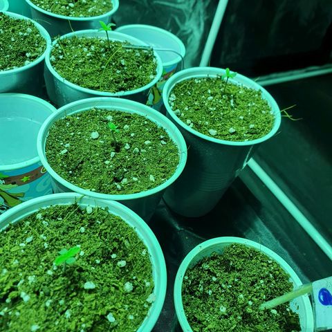 Gorilla - Dream team growlog timeline photo