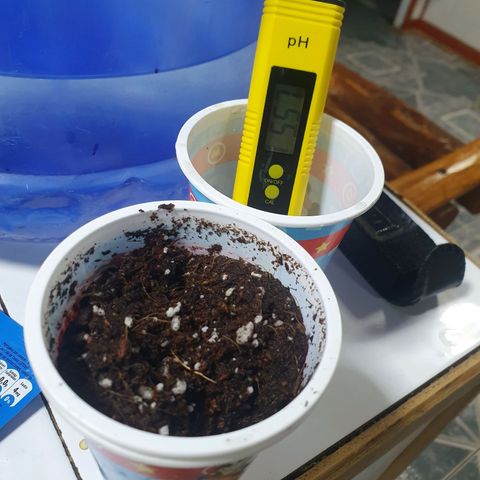 Gorilla - Dream team growlog timeline photo
