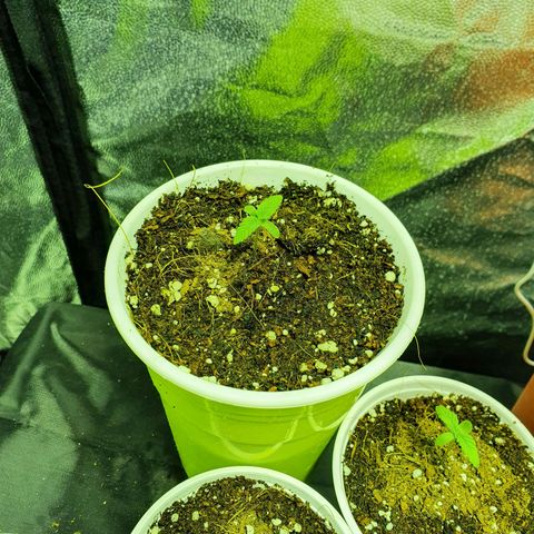 Gorilla - Dream team growlog timeline photo