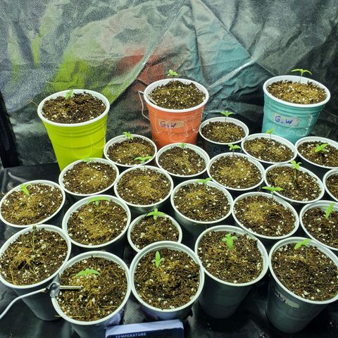 Gorilla - Dream team growlog timeline photo