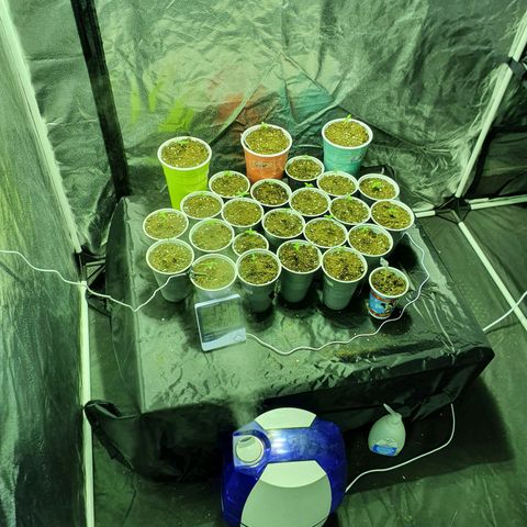 Gorilla - Dream team growlog timeline photo