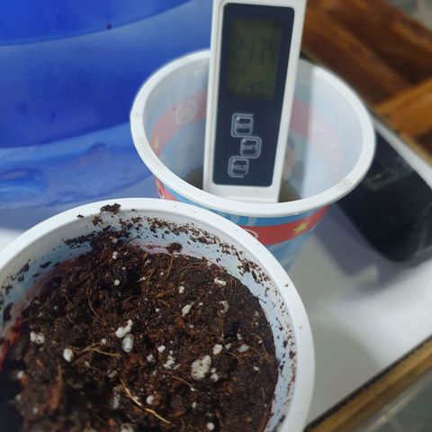 Gorilla - Dream team growlog timeline photo