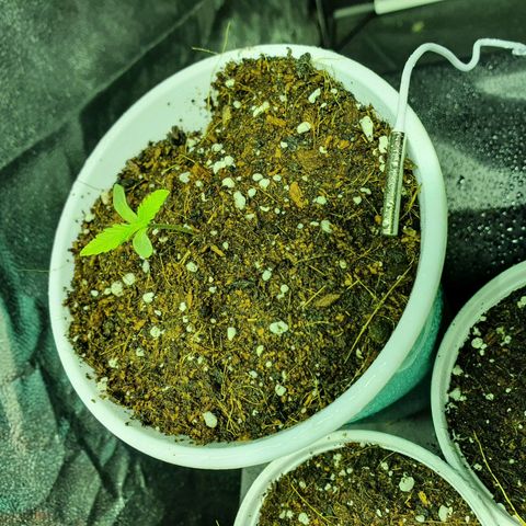 Gorilla - Dream team growlog timeline photo