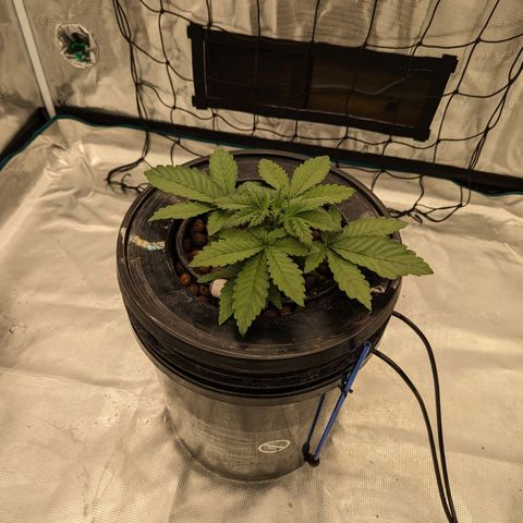 Pink Kush CBD 30:1 Auto growlog timeline photo