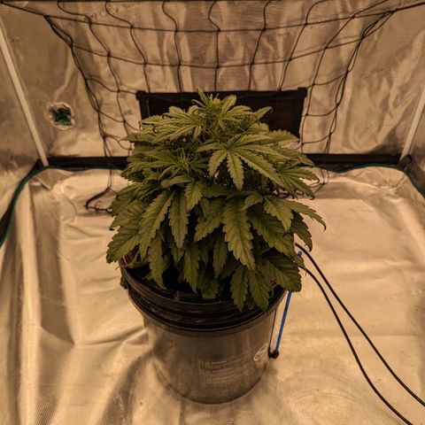 Pink Kush CBD 30:1 Auto growlog timeline photo