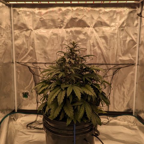 Pink Kush CBD 30:1 Auto growlog timeline photo