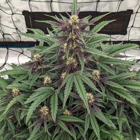 Pink Kush CBD 30:1 Auto growlog timeline photo