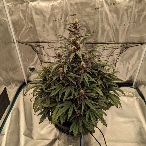 Pink Kush CBD 30:1 Auto growlog timeline photo